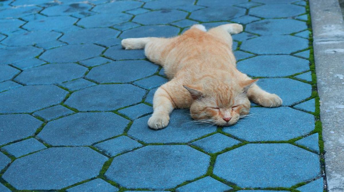 Semarang Man Arrested by Police for Throwing Cat Off Bridge