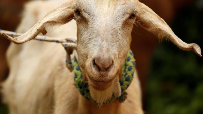 New Zealand Goat Milk Sales 'Explode' in Indonesia for Second Consecutive Year