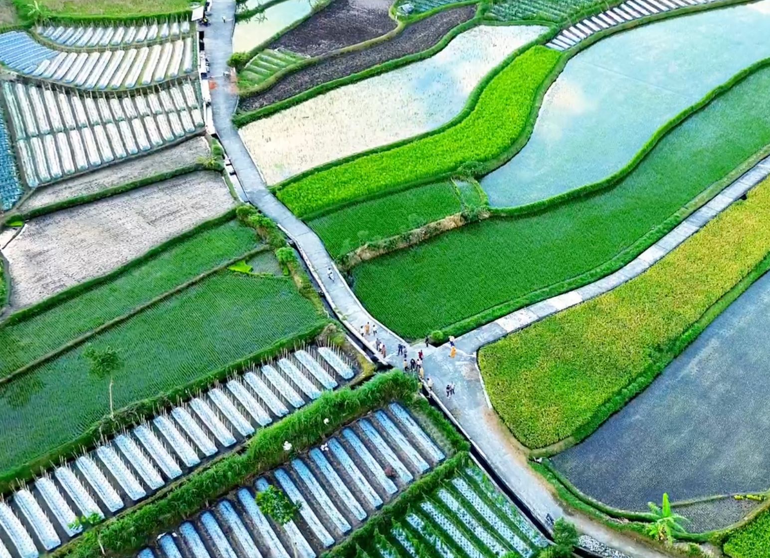 Farmer Corporations Penetrate Export Markets and Strengthen Local Food Security