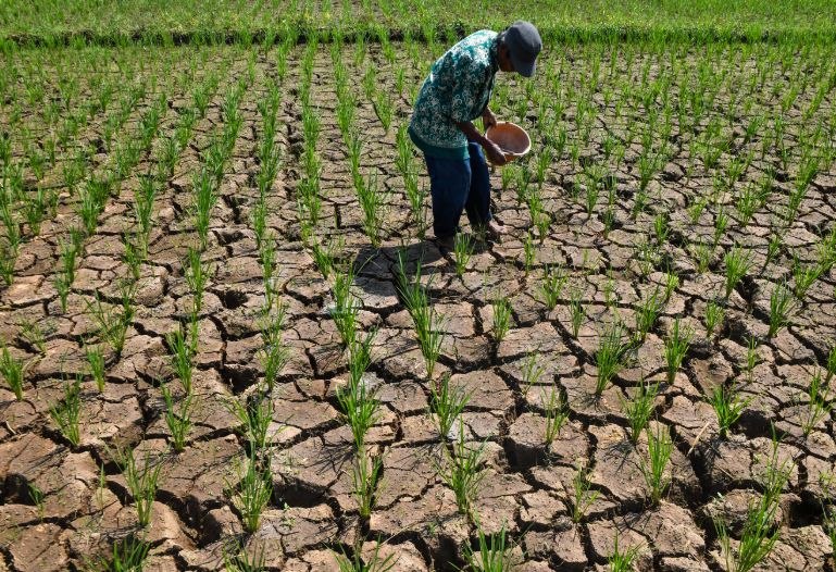 Sumedang Prepares Mitigation for Agricultural Land Amid Long Dry Season