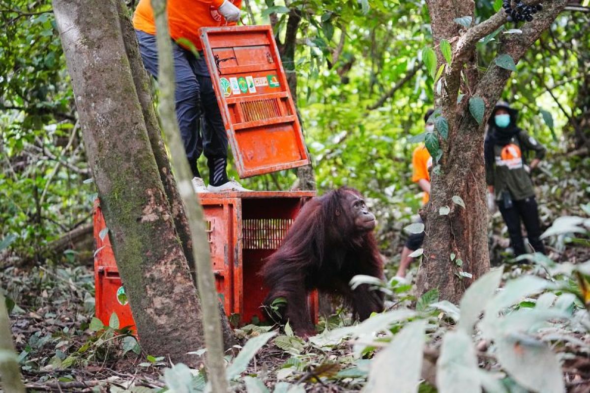 3 orangutans released into the wild in East Kutai protected forest