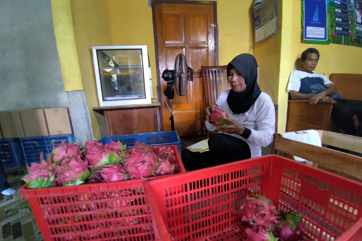 Astra Foundation assists dragon fruit farmers in penetrating modern and export markets