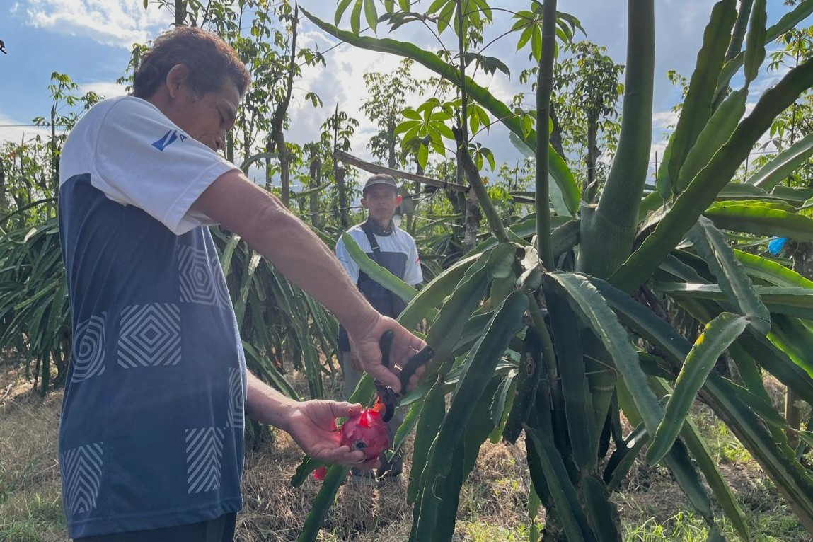 MSME Development Helps Dragon Fruit Farmers Access National and Global Markets