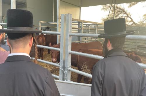 A Flawed Red Heifer and the Fate of the World: Does It Hang on a Cow's Ear?