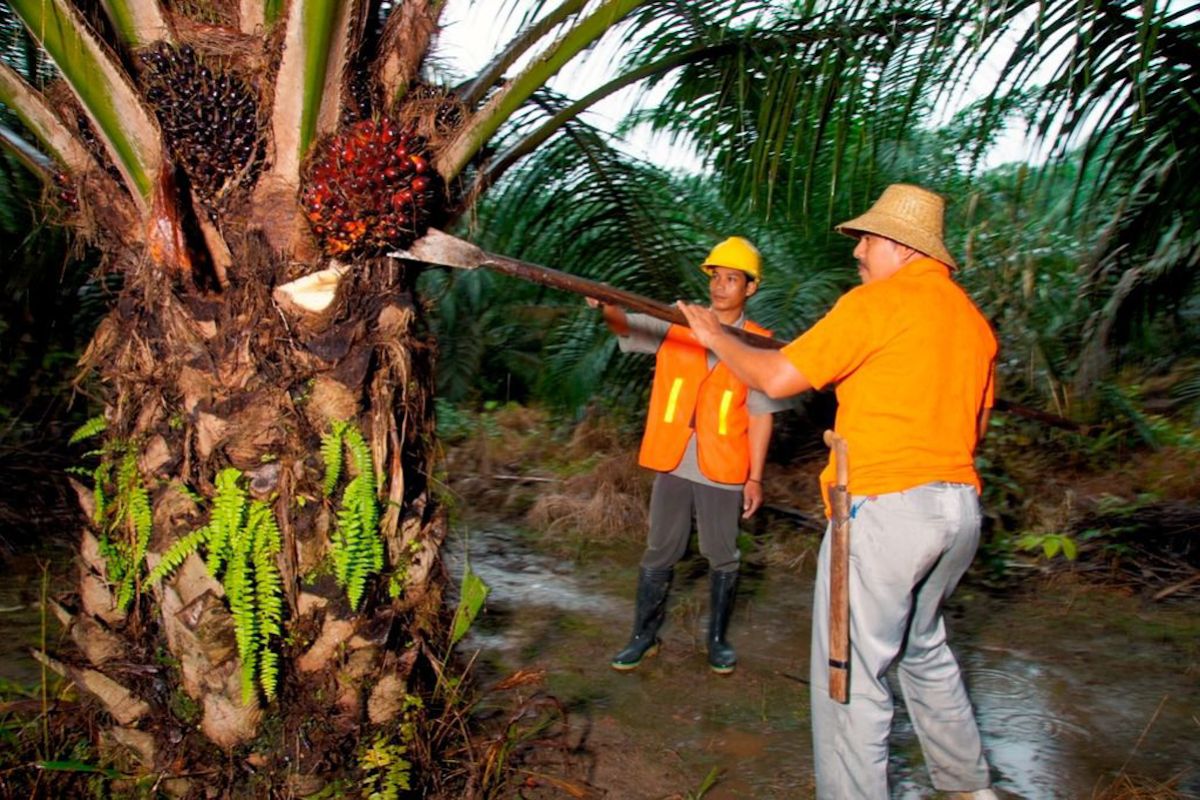 PTPN IV PalmCo Absorbs 1.34 Million Tonnes of Smallholder Palm Oil FFB