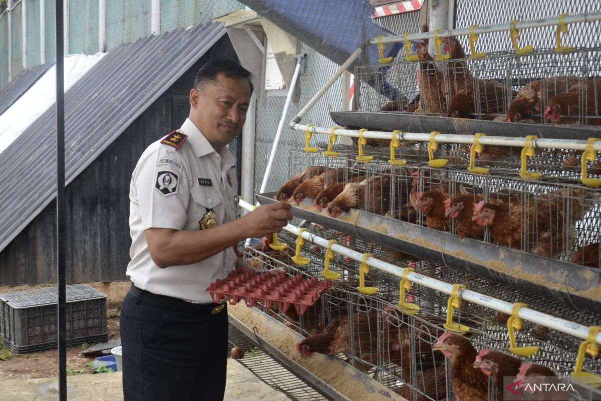 Salemba Prison Introduces Productive Rehabilitation Through Layer Hen Farming