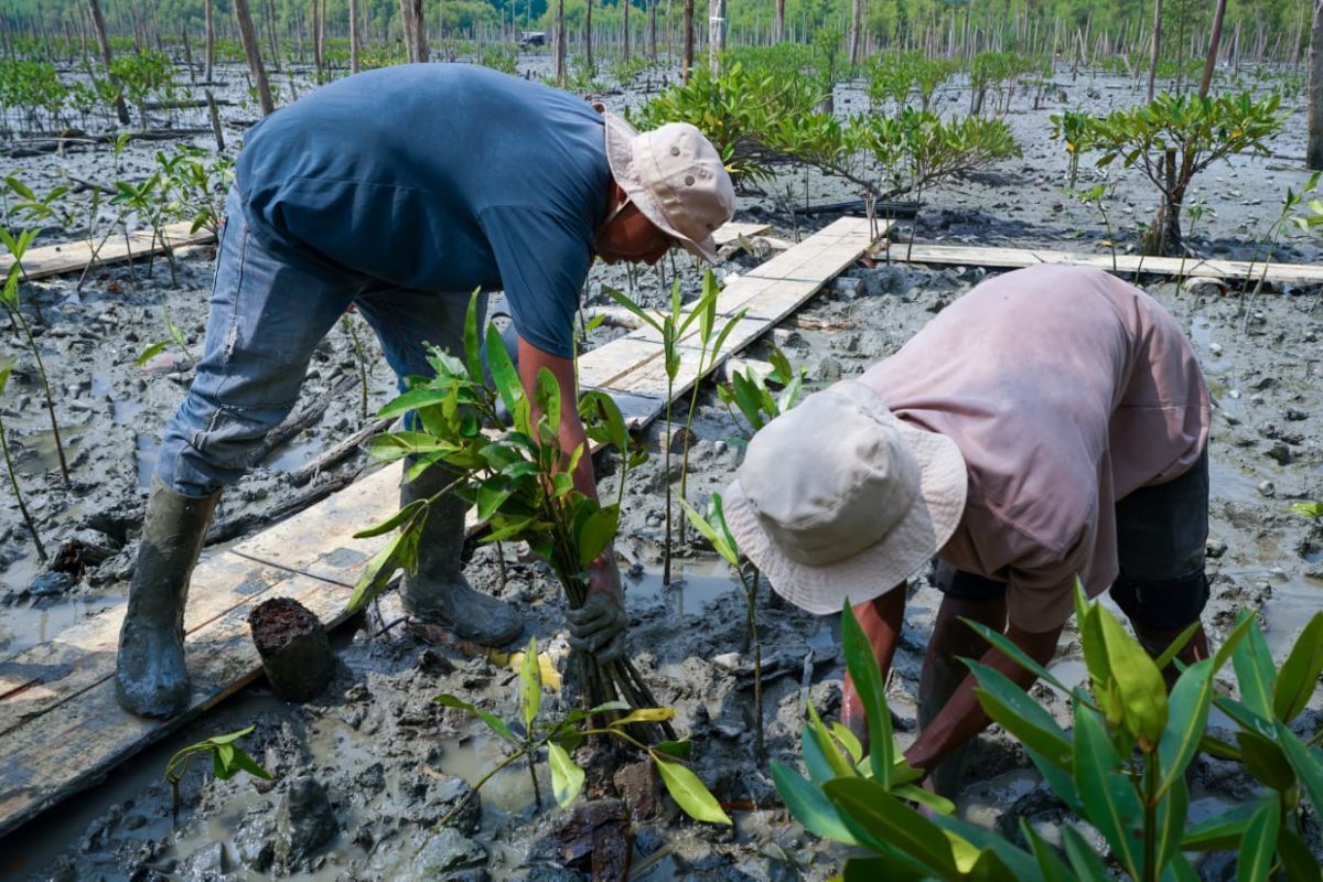 Pasir Sakti's Story: Once Eroded, Now Mangroves Thrive and Provide Livelihoods
