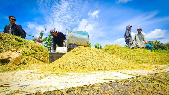 Rice Millers Suddenly Ask Bulog to Stop Buying Unhulled Rice, What's Happening?