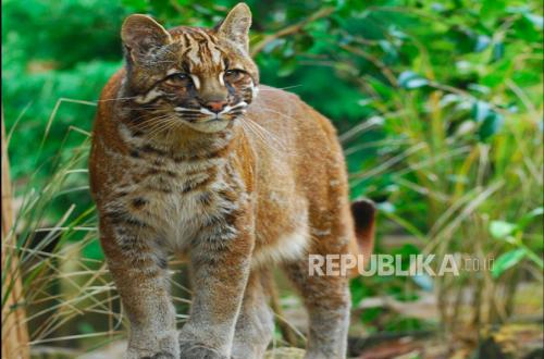 The Sumatran Golden Cat and Its Rivalry in the Forest Wilderness