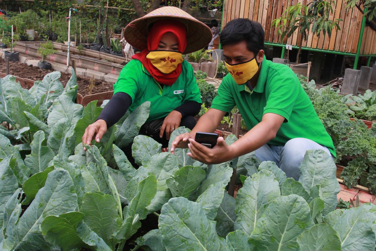 Banten Provincial Government Optimises Horticulture to Supply Raw Materials for Free Nutritious Meals Programme