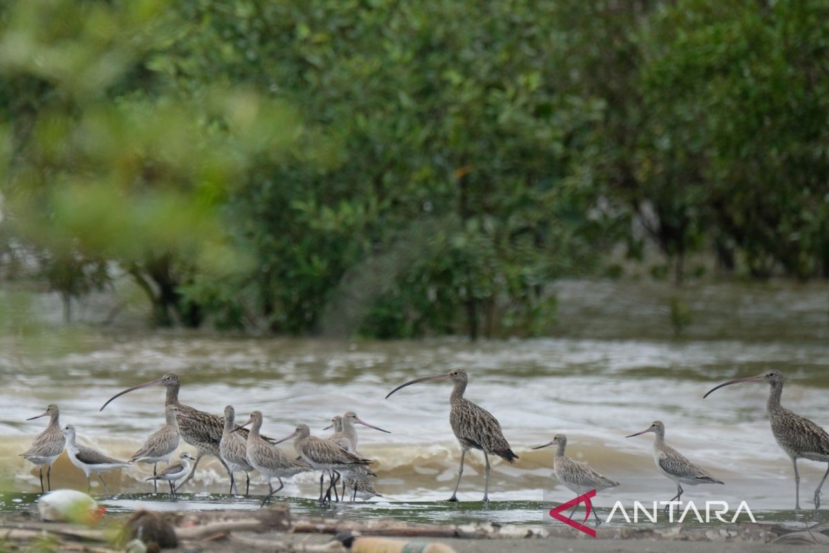 IPB: East Coast of Jambi a stopover site for intercontinental waterbirds