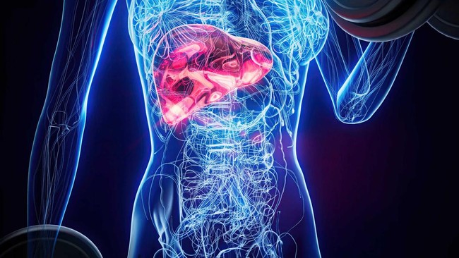 Fatty Liver Increasingly Affects Those in Their 30s, Beware the Silent Killer