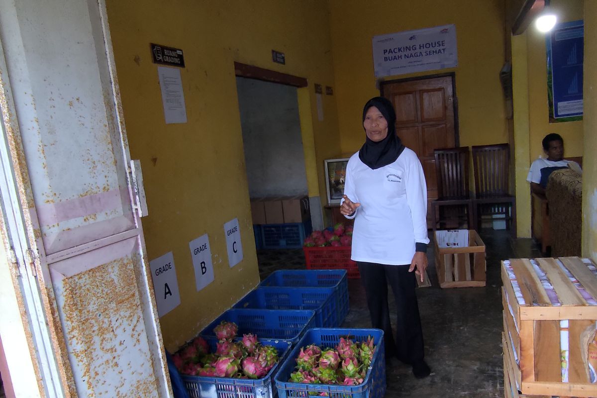 Banyuwangi Farmers Process Rejected Dragon Fruit into Value-Added Products