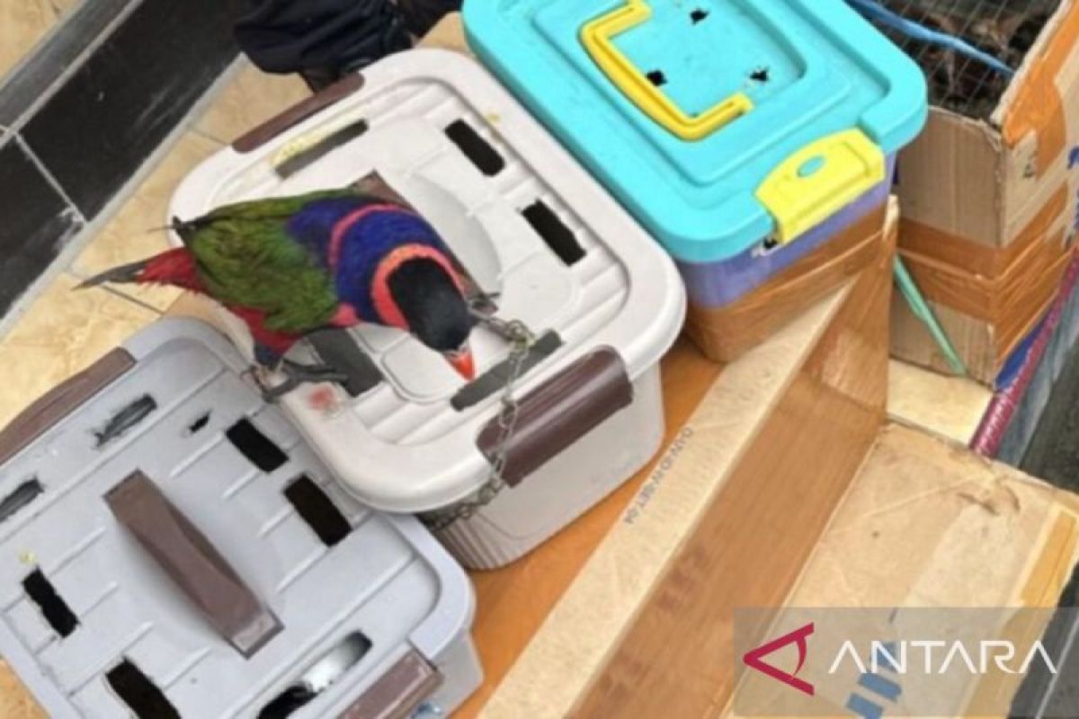 Officers foil protected wildlife smuggling attempt at Ambon Port