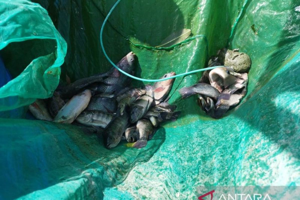 Namlea Prison in Maluku conducts tilapia farming programme for inmates