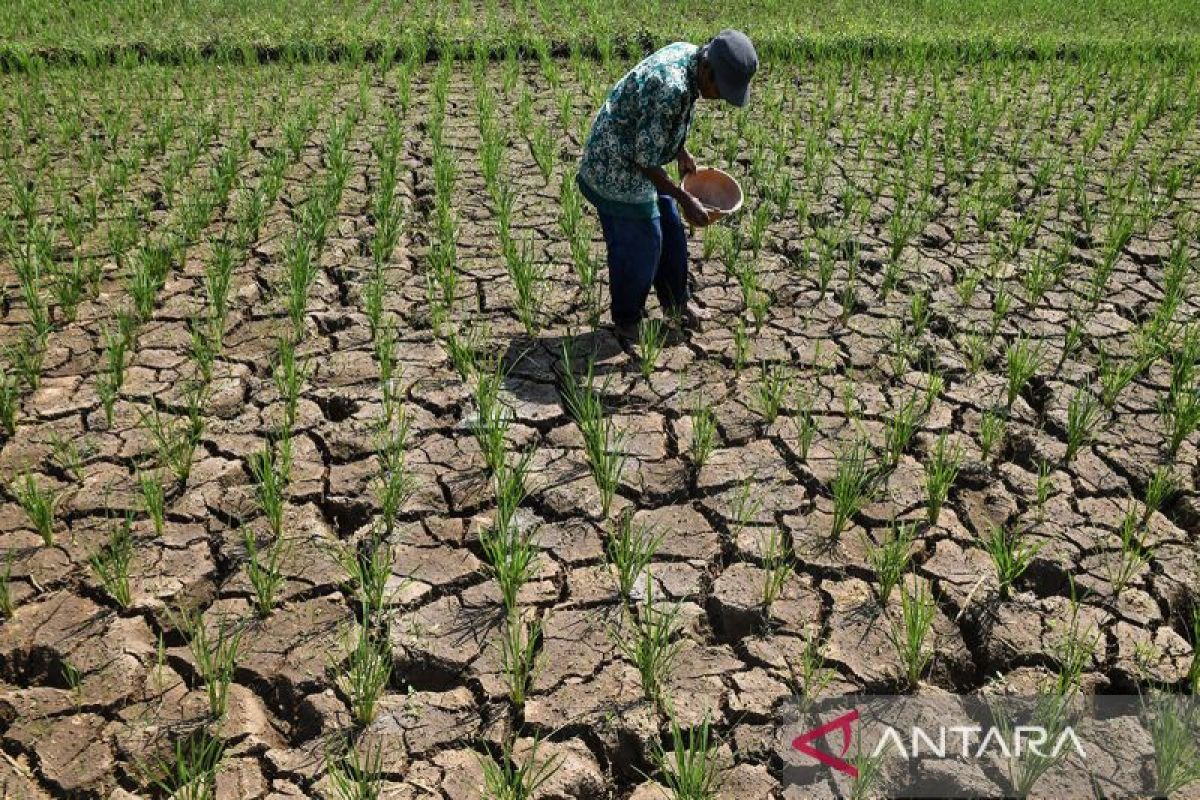 Grobogan Declares 184-Day Drought Emergency Alert Status
