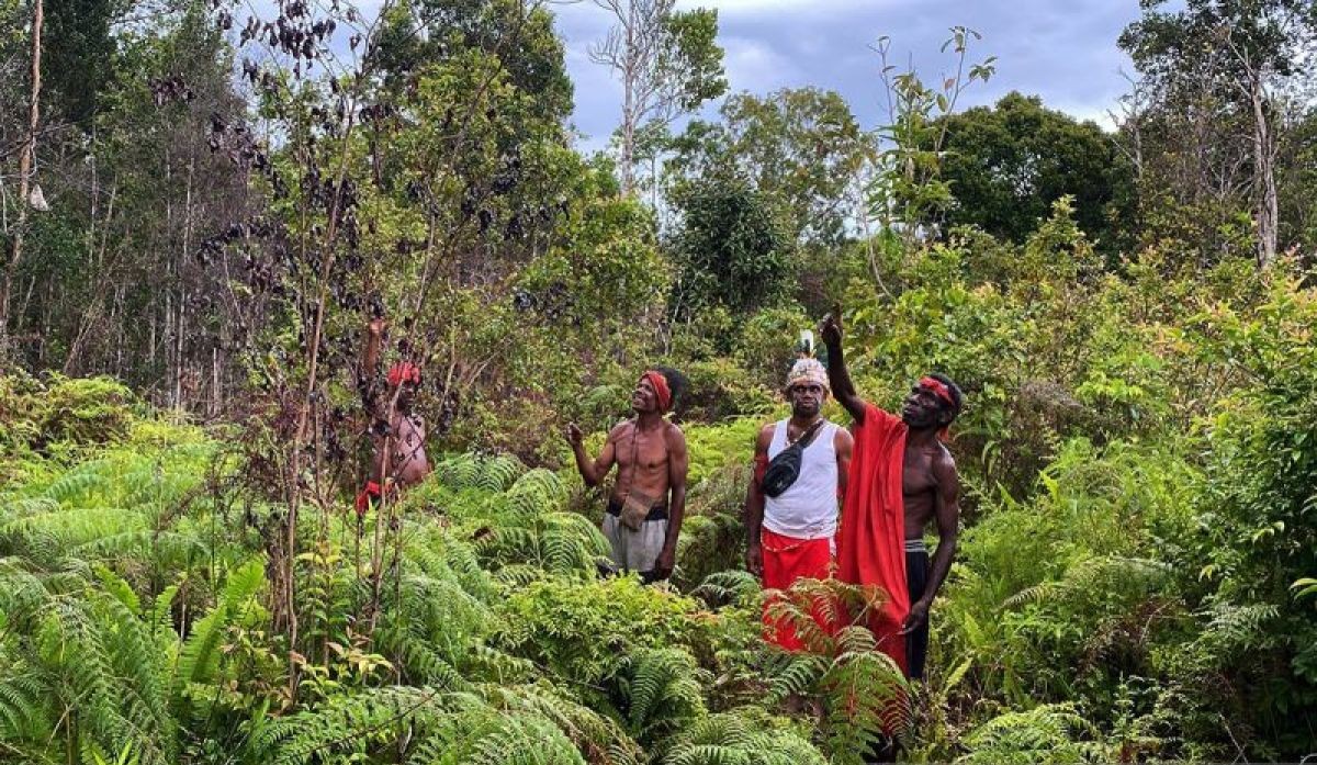 Papua Prepares Sustainable Forestry Roadmap for Sector Transformation