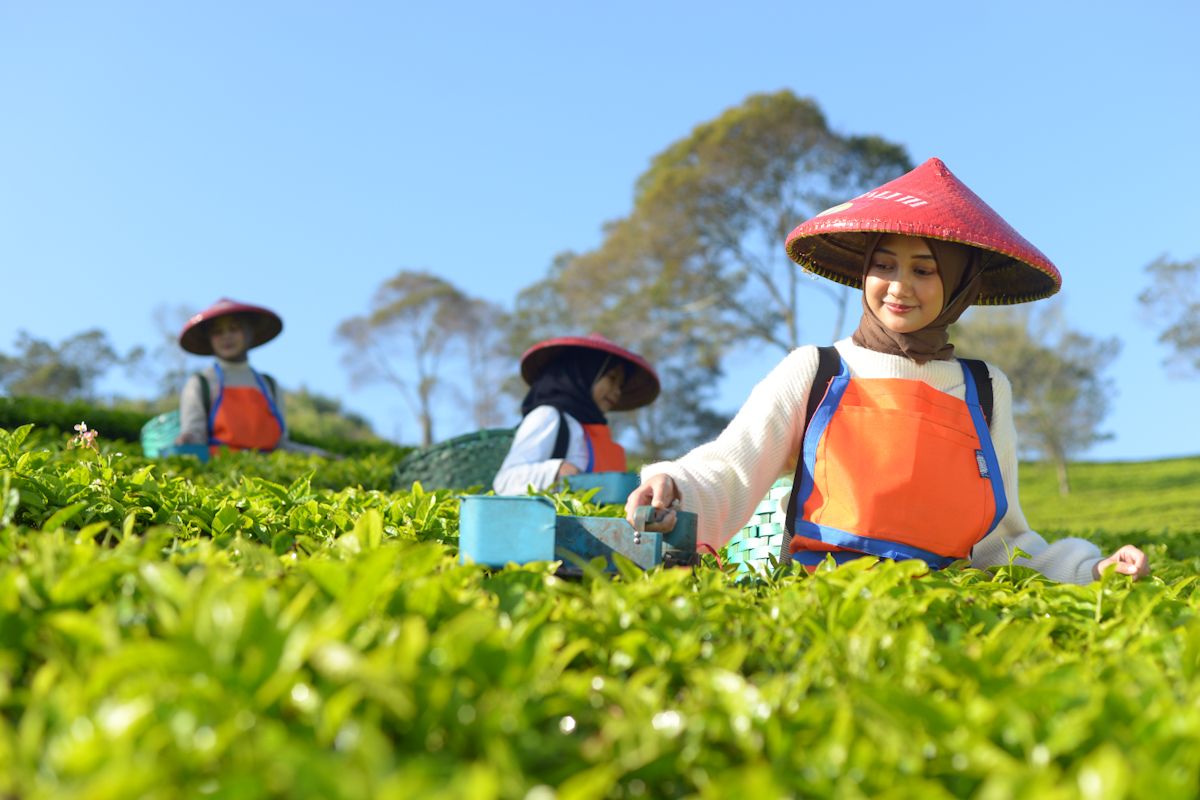 PTPN I Accelerates Tea Downstreaming to Expand Export Market in Europe