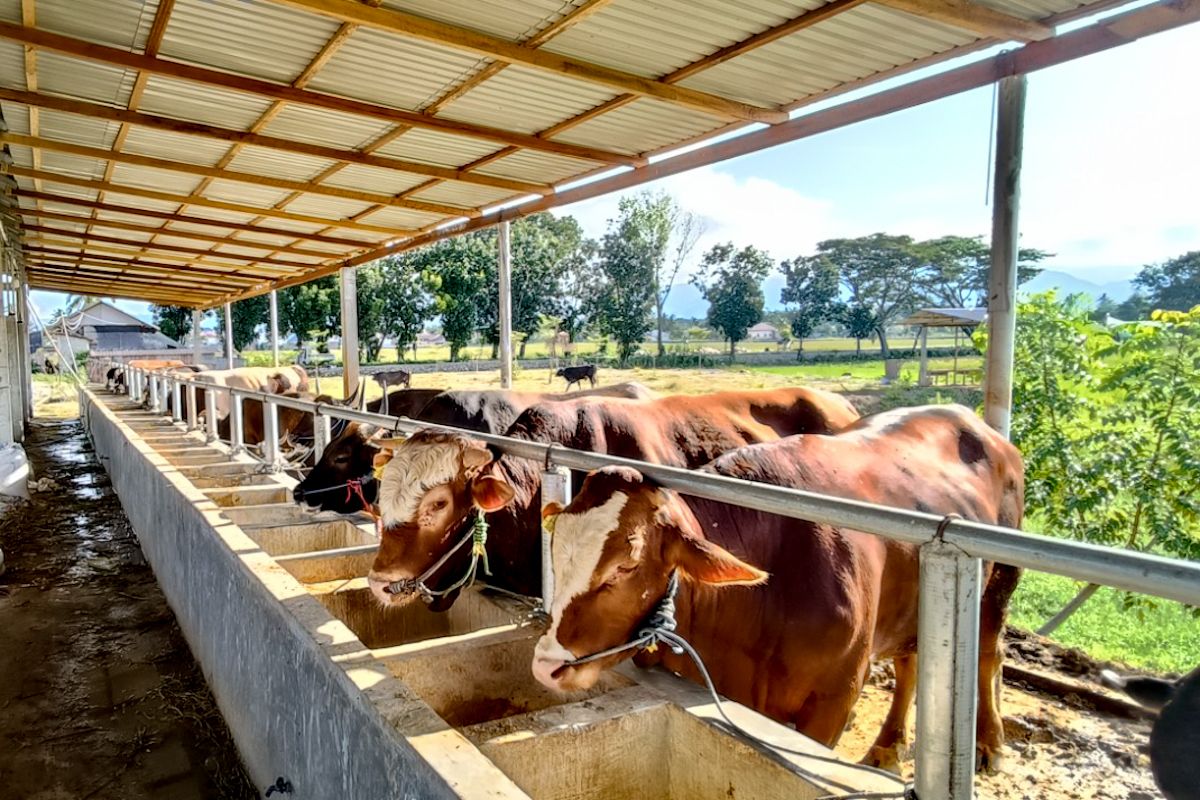 Ministry of Agriculture urges businesses to accelerate feeder cattle imports