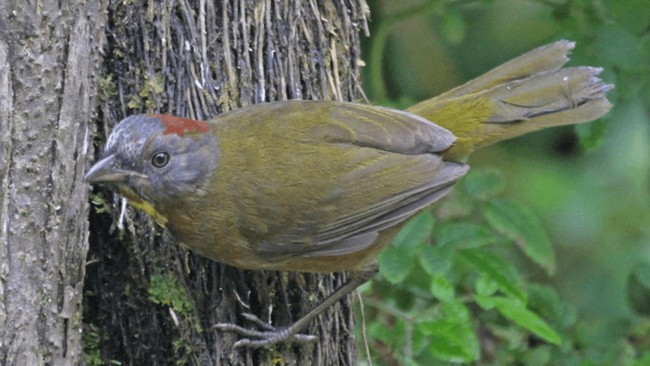 World's Most Poisonous Bird Roams Indonesia, Effects Can Be Fatal
