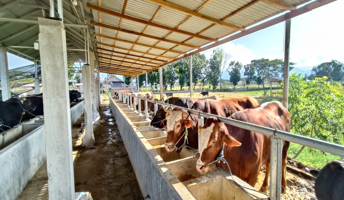 Agriculture Ministry Strengthens National Meat Supply, Urges Businesses to Accelerate Feeder Cattle Imports