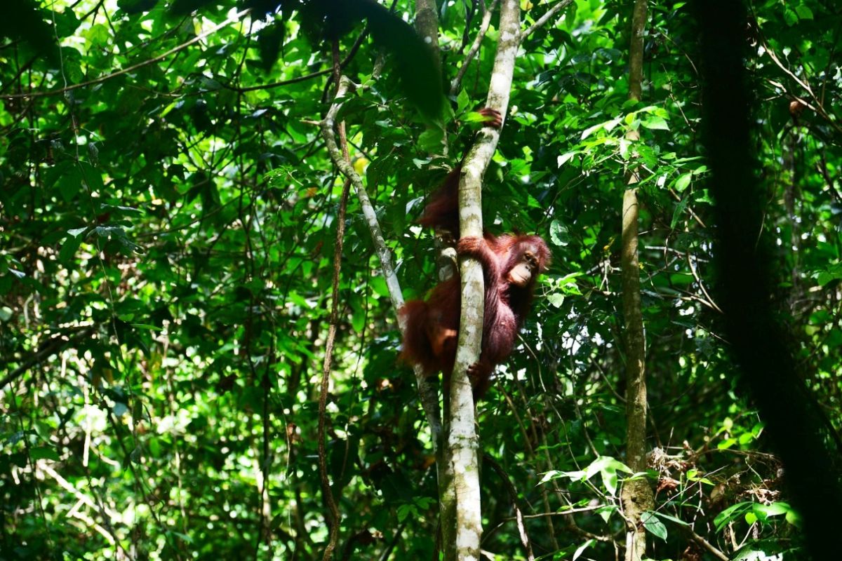 When three orangutans returned to the embrace of the Kalimantan jungle