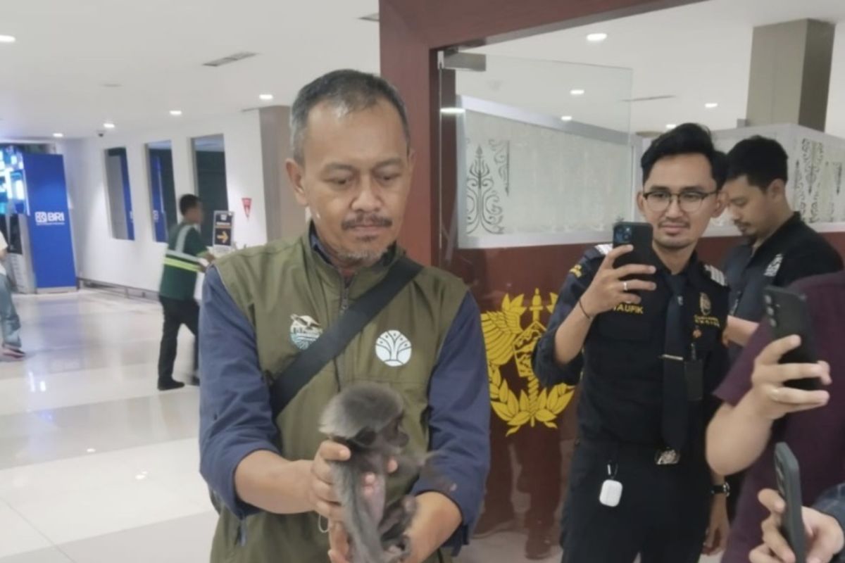 Ministry of Forestry Foils Wildlife Smuggling Attempt to Oman