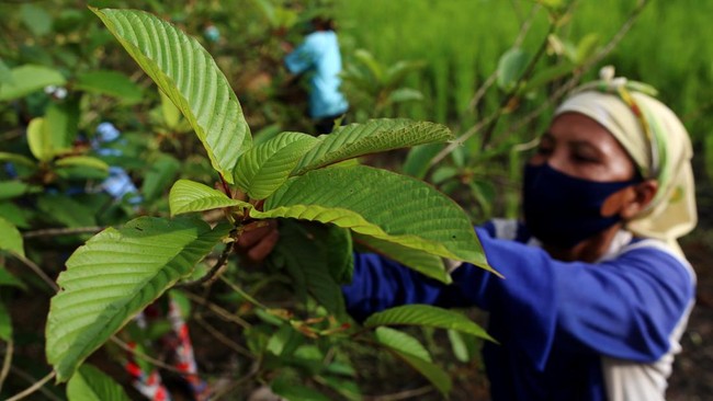 Trump Administration Rocked by Conflict of Interest Row Over Indonesia's 'Heaven' Leaf