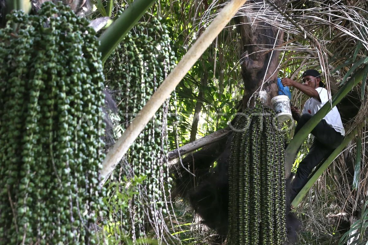Sugar palm has potential as national bioethanol source: BRIN