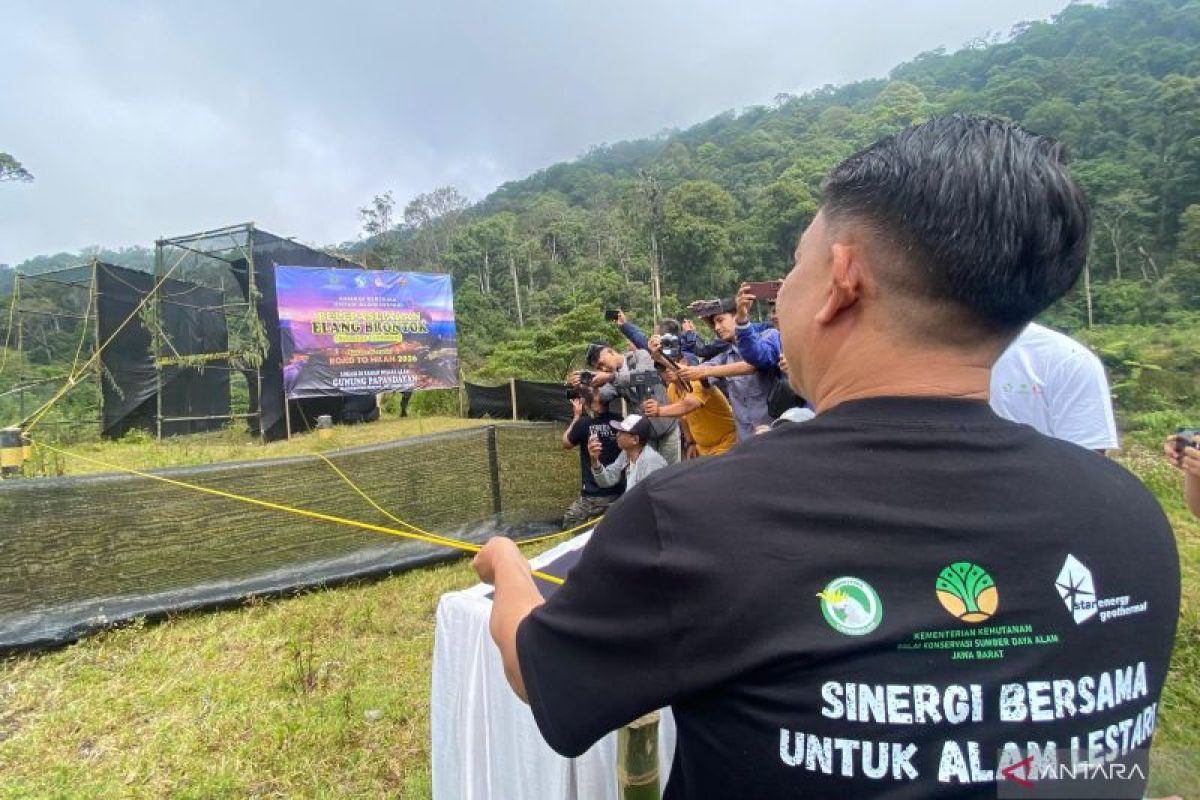 Two changeable hawk-eagles released into Darajat Forest area