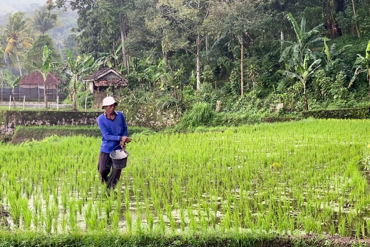 Minister: Subsidised fertiliser availability boosts Indonesia's rice production