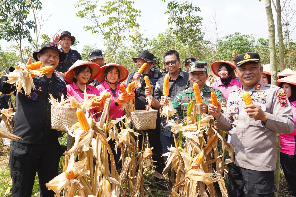 Central Java Police Mobile Brigade Harvests Eight Tonnes of Maize in Kendal