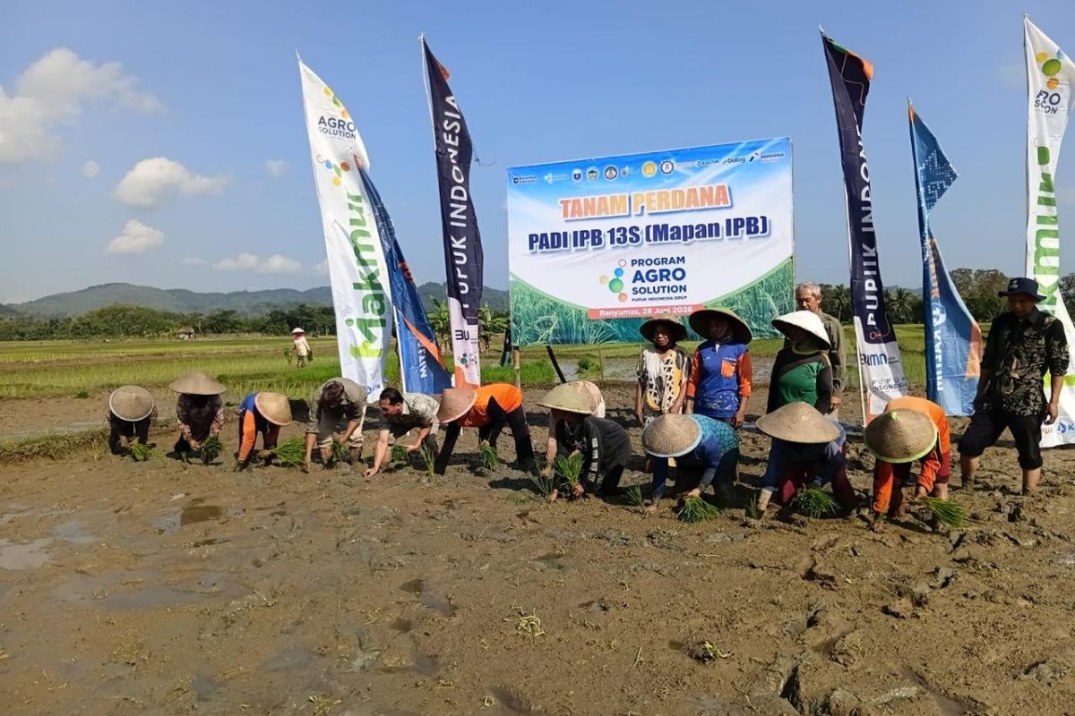 IPB Alumni Bridge Superior Rice Variety Innovation in Banyumas