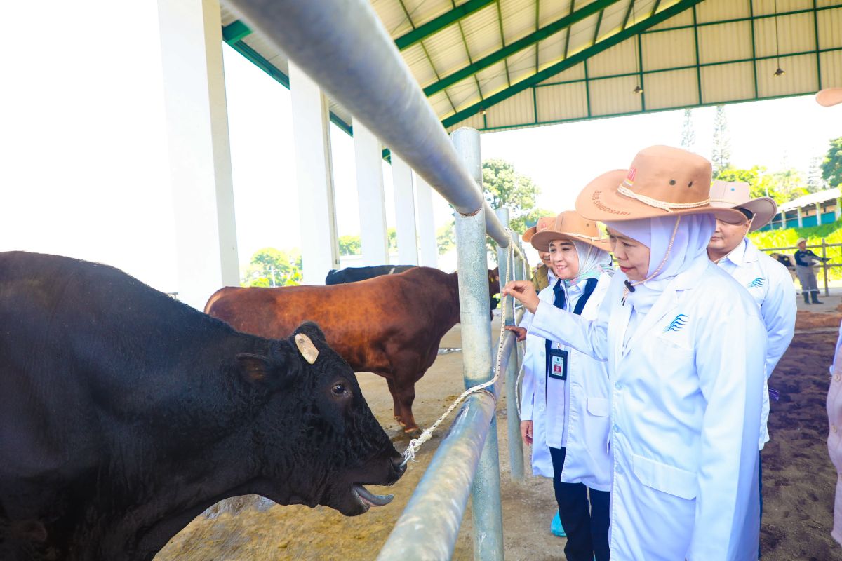 Khofifah Hopes BBIB Singosari Frozen Semen Can Accelerate Meat Self-Sufficiency