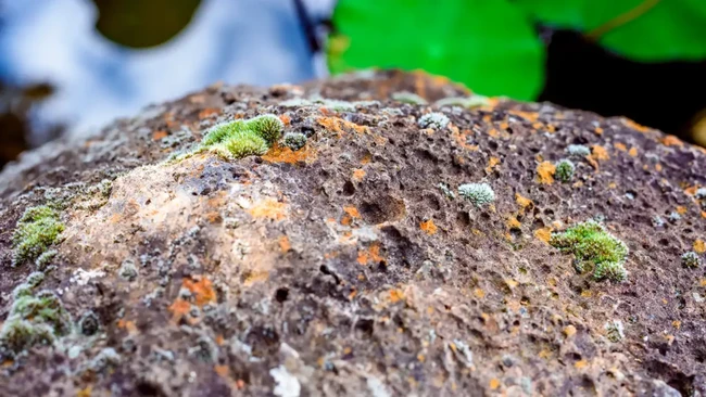Rare Earth 'Treasure' Found Beyond Bangka Belitung, Says Lawmaker