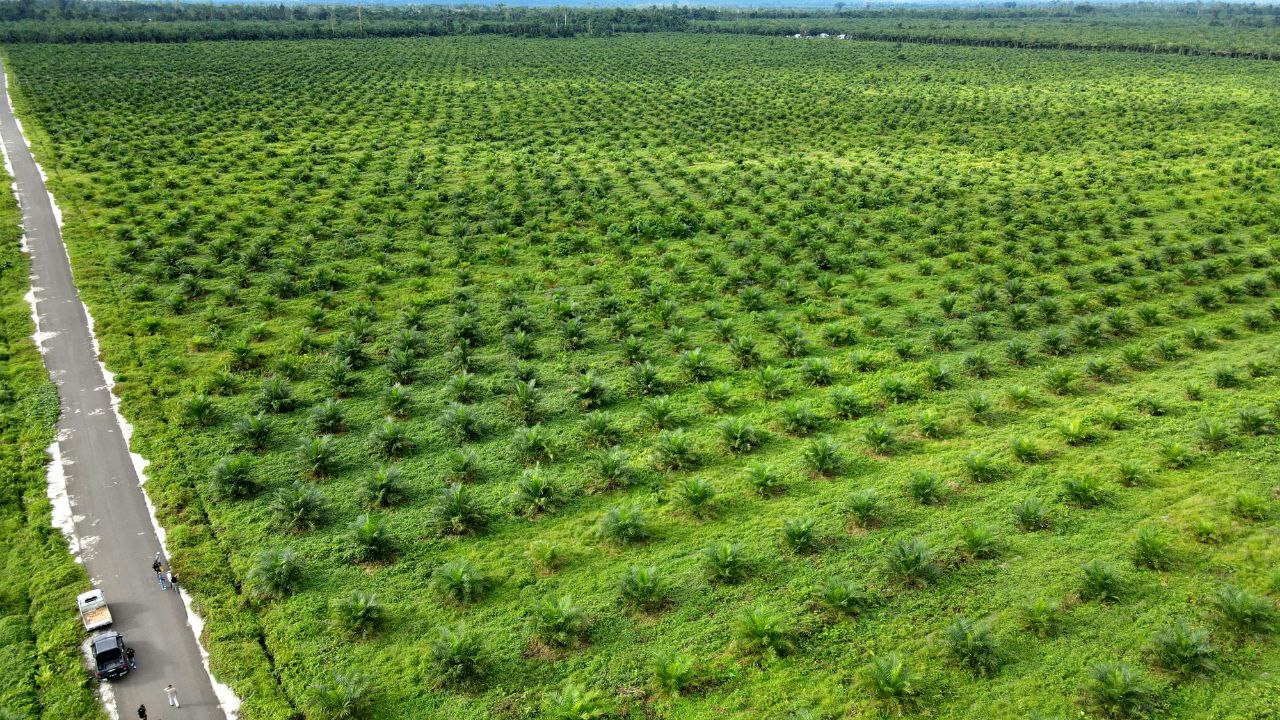 El Niño at the Doorstep: A Time Bomb for Palm Oil and Industrial Timber Plantation Businesses