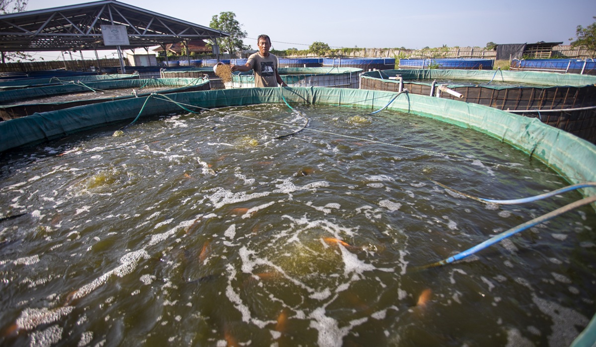 Hormonal Control Technology Offers Fisheries Solution Amid Climate Change
