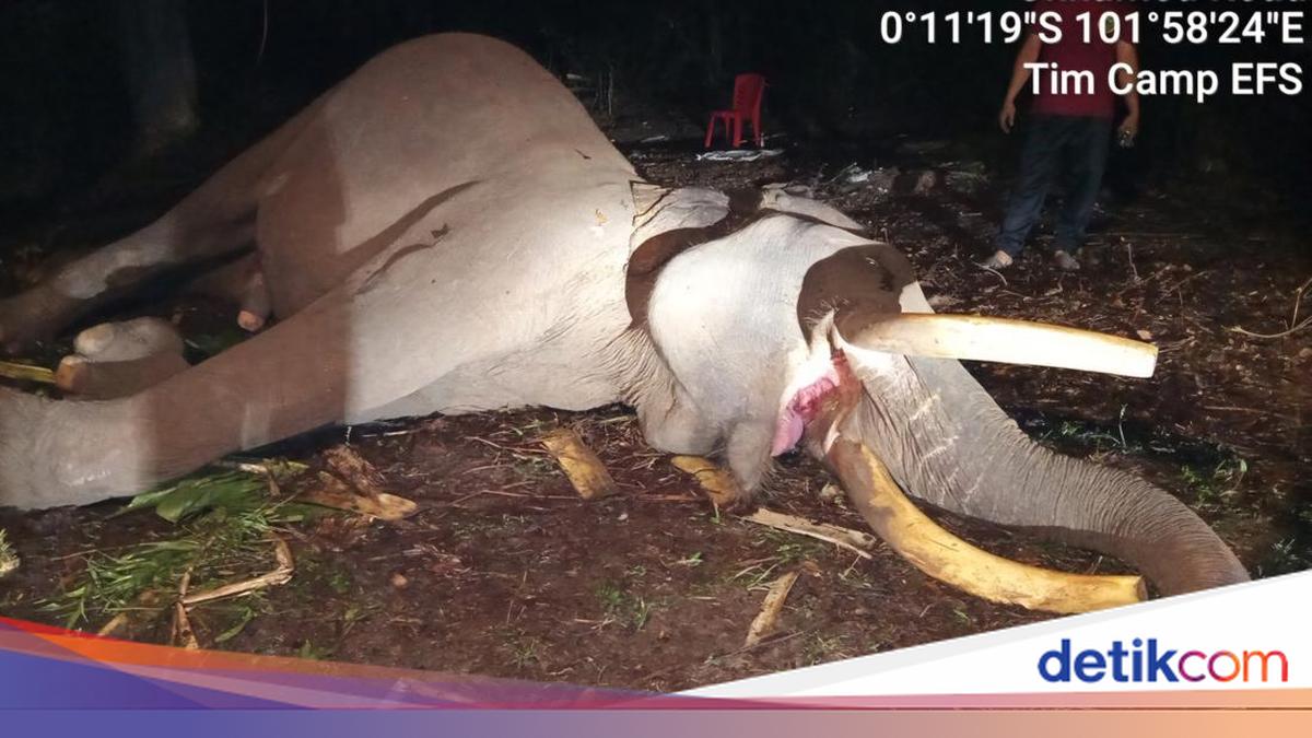 Tame Elephant Indro Dies in Tesso Nilo National Park