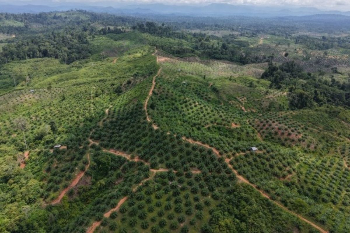 Genesis finds illegal oil palm plantations still operating in Seblat elephant habitat