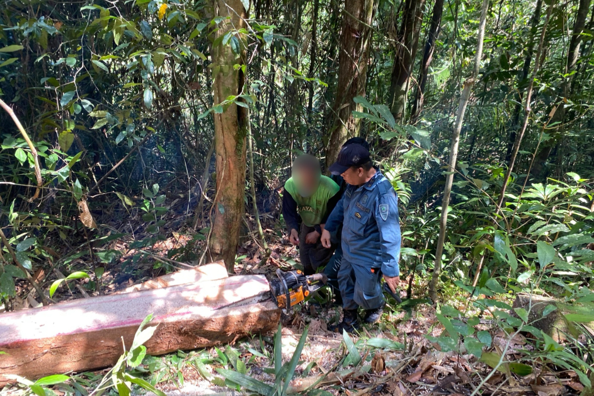 Forestry Ministry Uncovers Protected Forest Encroachment in East Luwu, Two Arrested
