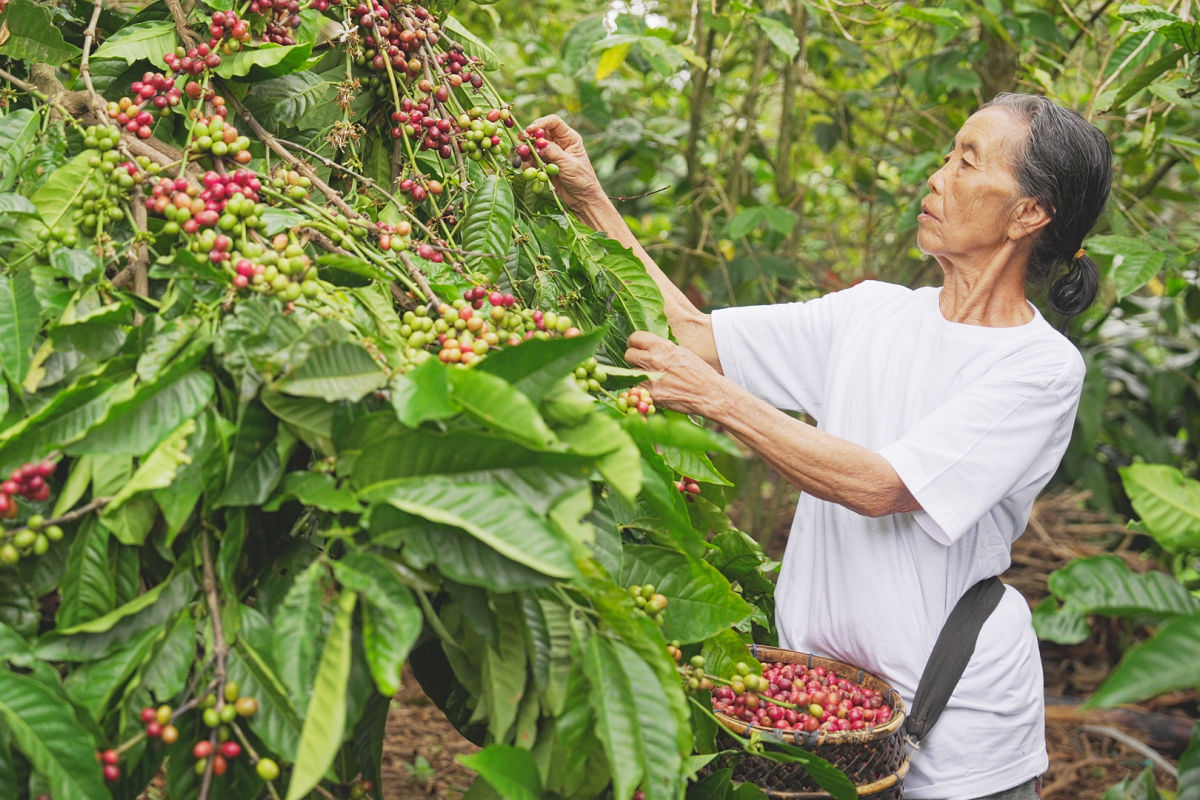 Bali’s Coffee Industry Faces Rising Costs and Supply Pressures