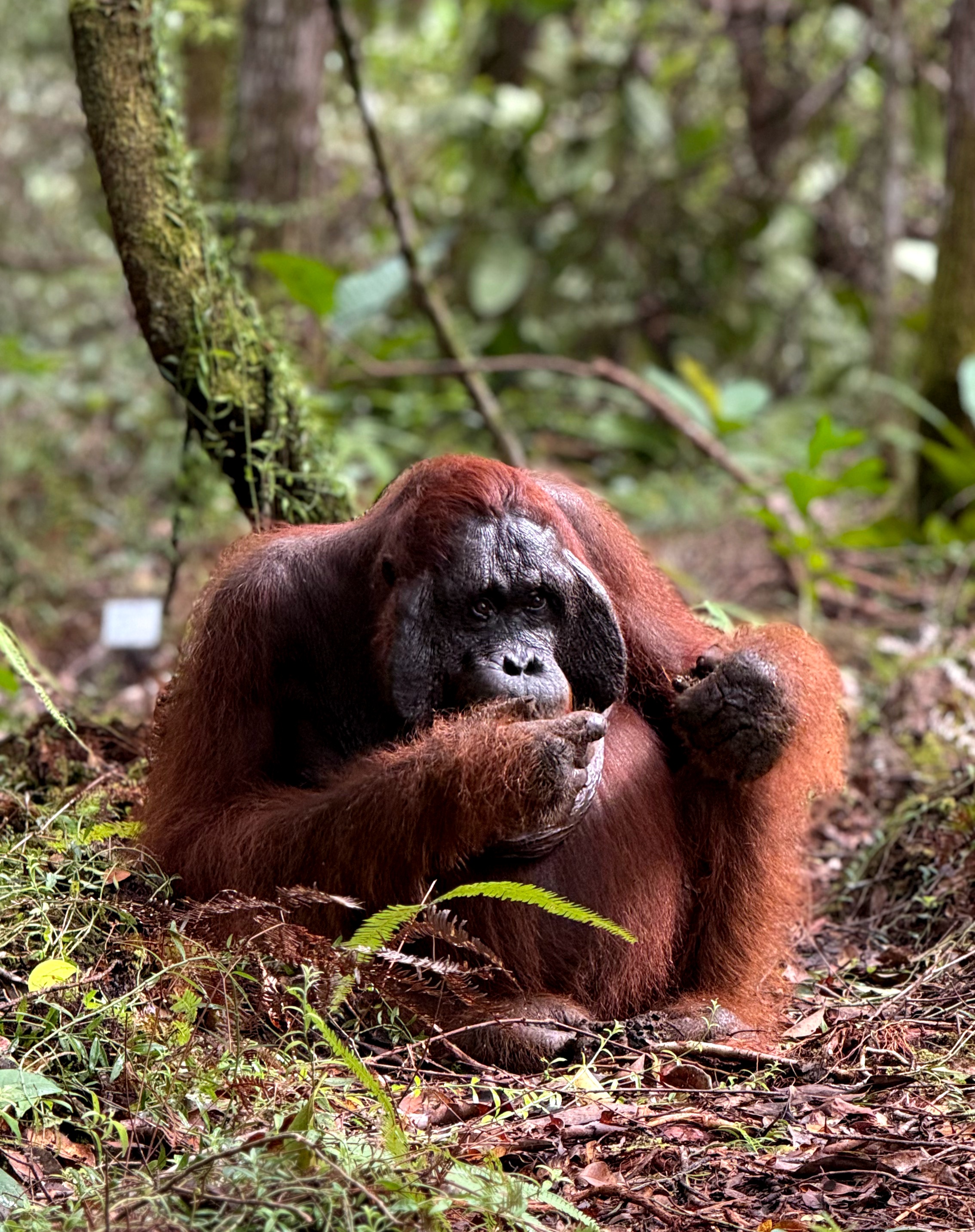 Exploring the World-Class Ecotourism of Tanjung Puting