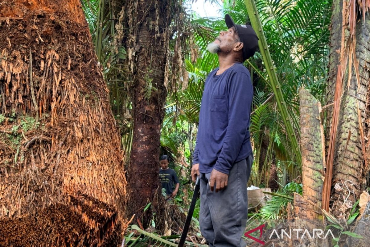 Preserving Sago as Papuan Identity and Local Food Security