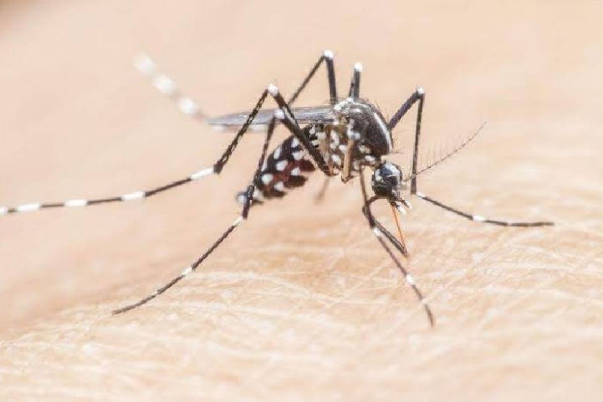 Children more vulnerable to severe malaria, experts explain