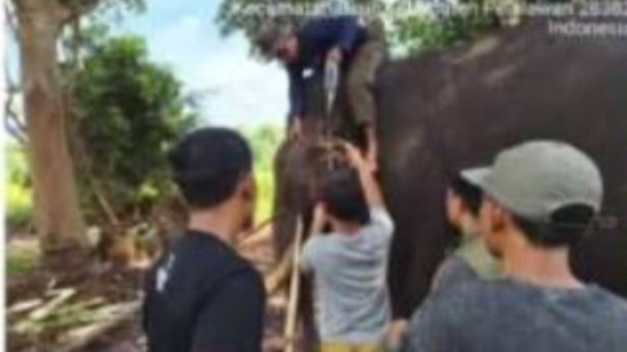 The Final Moments of Indro, an Elephant in Tesso Nilo National Park