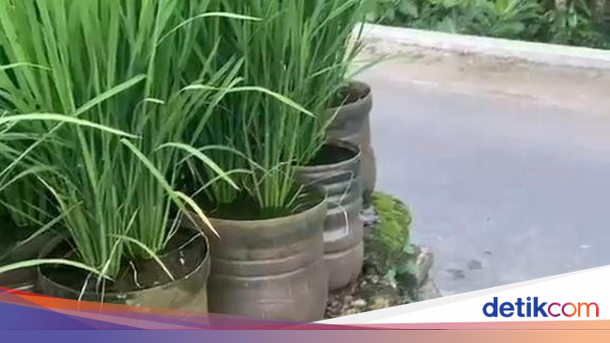 Village Head Plants Rice in 840 Used Gallons, Harvests This Much Grain