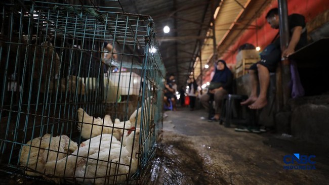 Chicken Prices Plunge as Large Corporations Allegedly Seize Small Farmers' Market Share