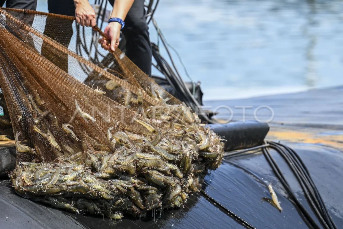 Indonesia's shrimp exports to Saudi return to normal after ban lifted