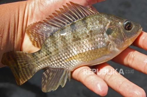 15,000 Tilapia Fry Released into Situ Cimalongpong to Boost Tourism and Local Economy