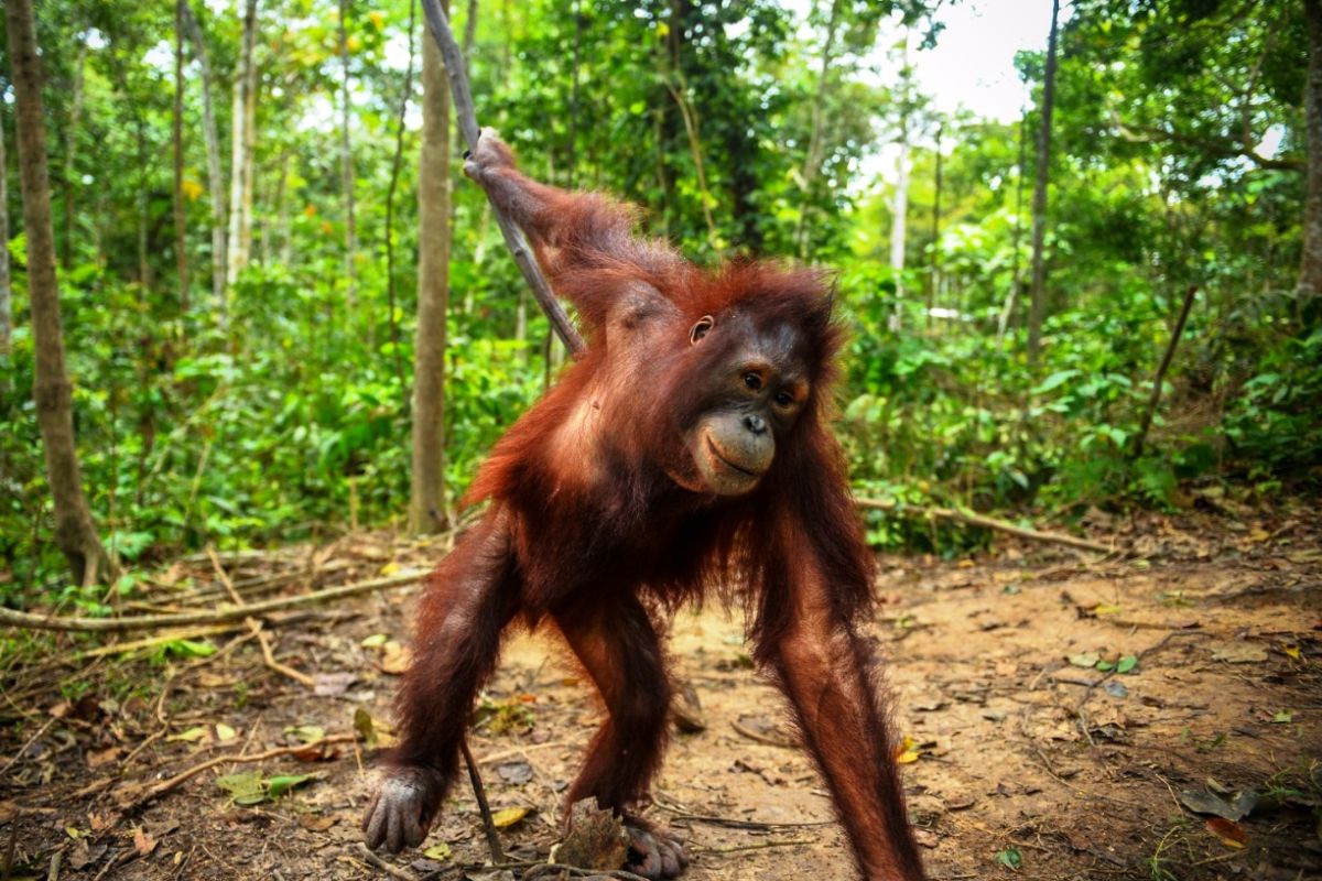 Three Rehabilitated Bornean Orangutans Released into East Kalimantan Forest